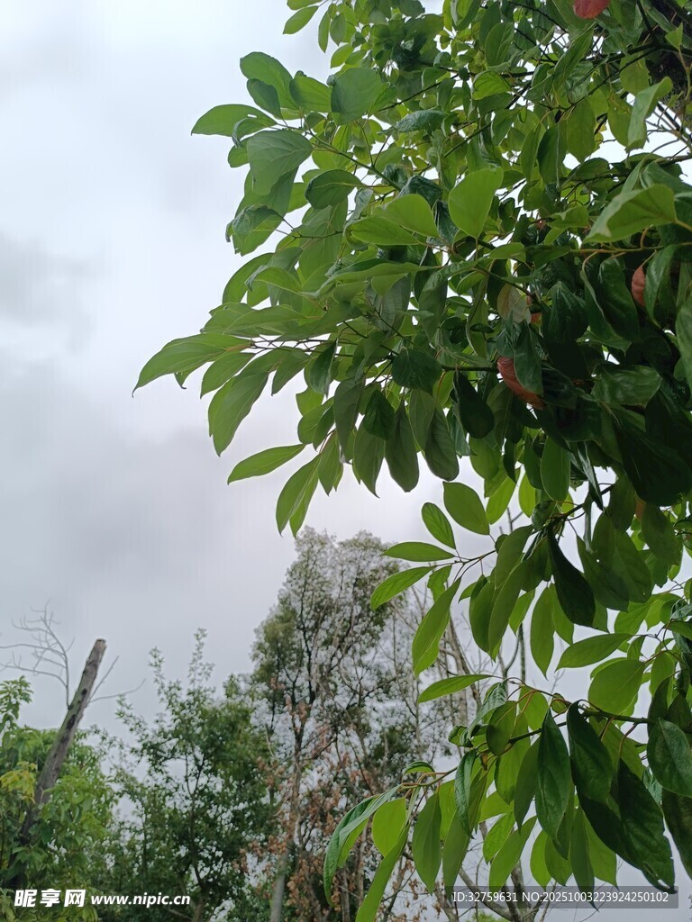 绿叶繁茂的自然景致