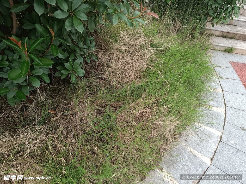 路边草地与绿植景观