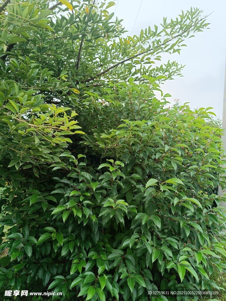 茂密绿植景观