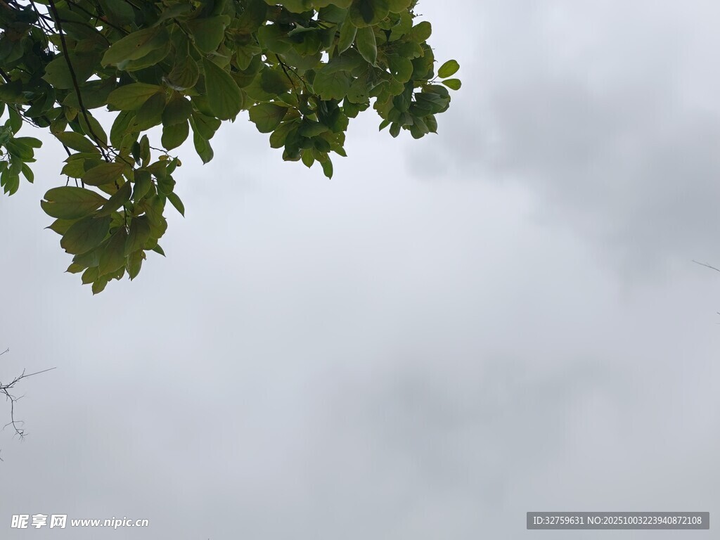 绿叶衬灰天