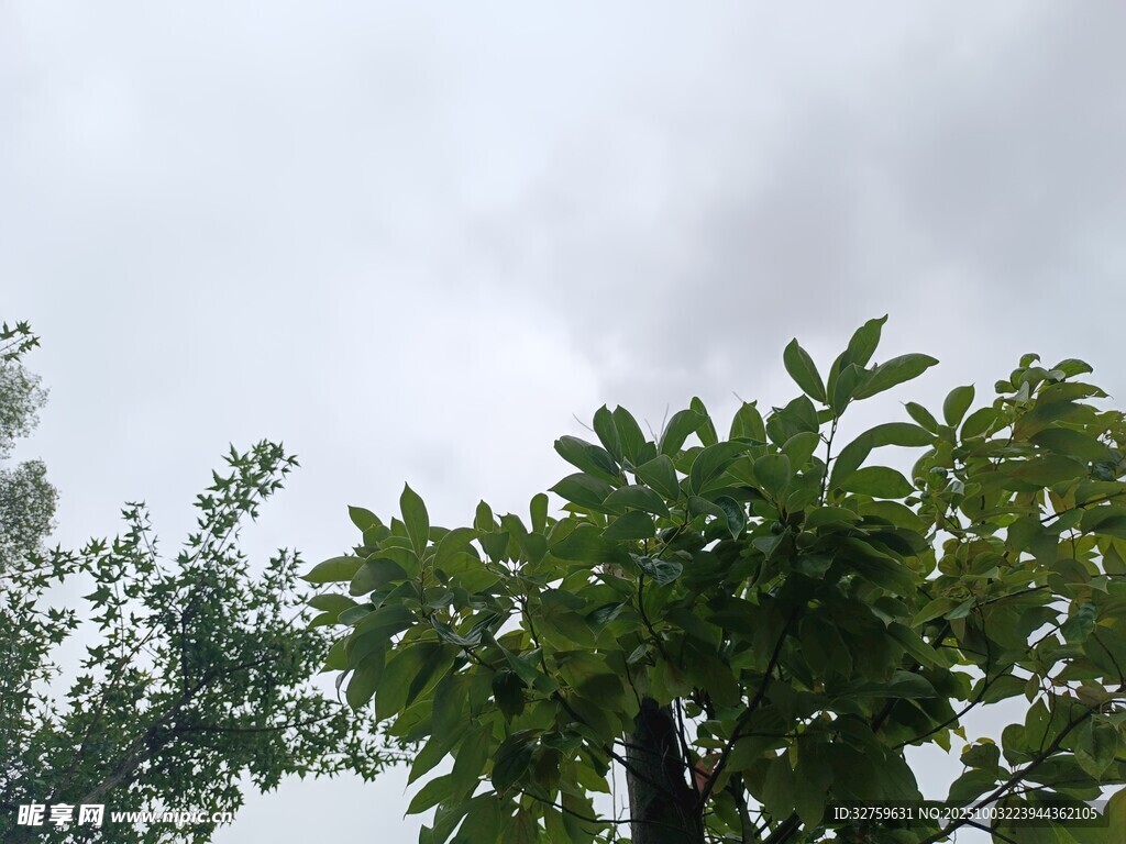 绿叶繁茂的树梢