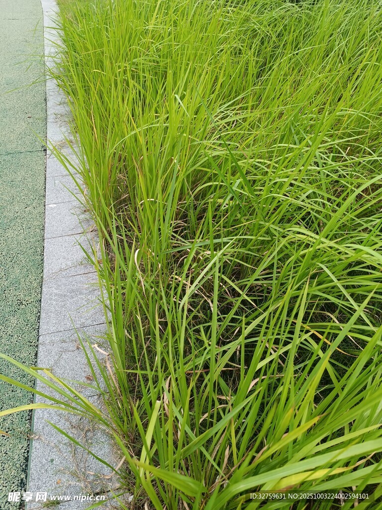 路边翠绿茂盛的青草