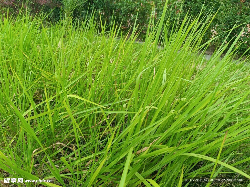 翠绿茂盛的田间青草