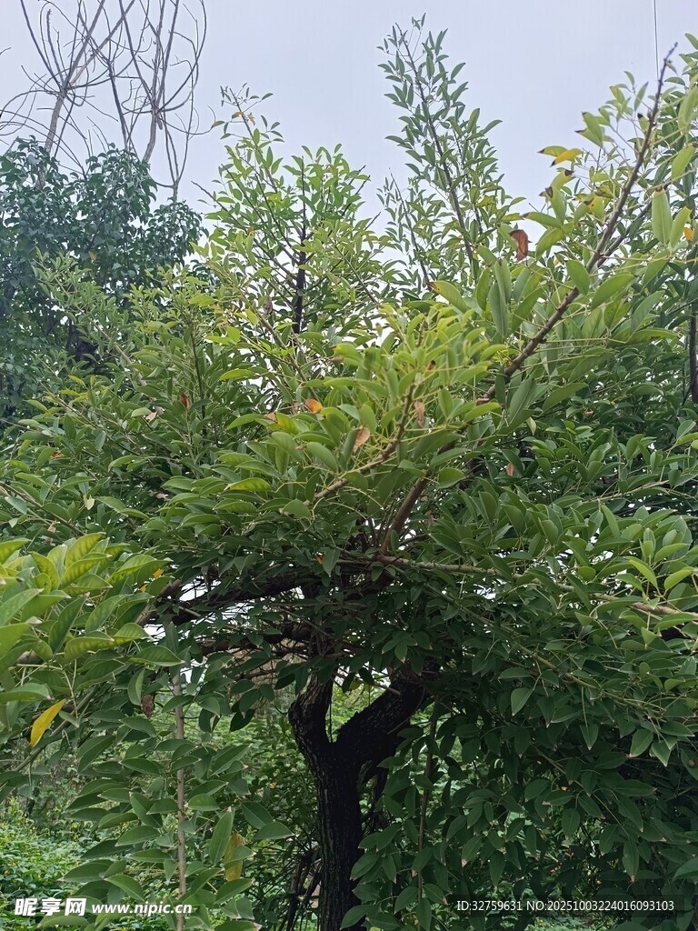绿叶繁茂的树木
