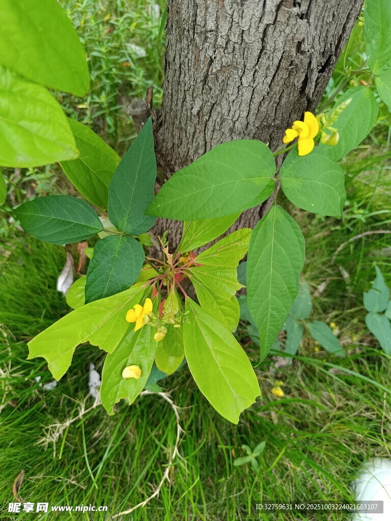 树干旁的绿叶与小黄花
