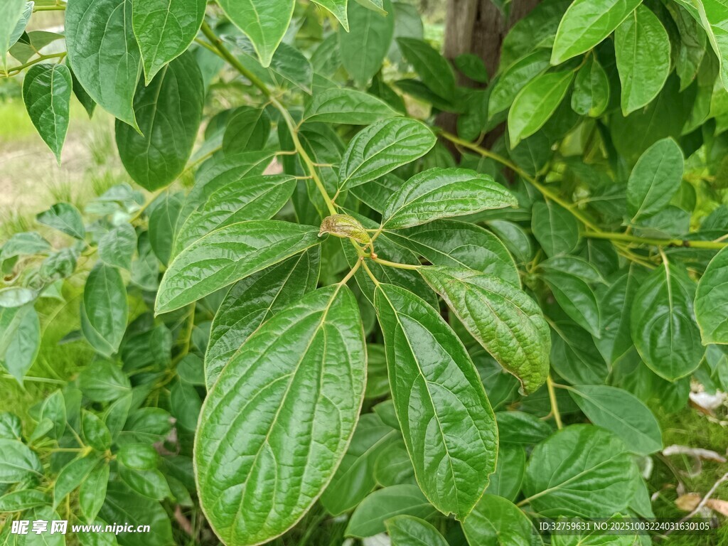 翠绿繁茂的植物枝叶