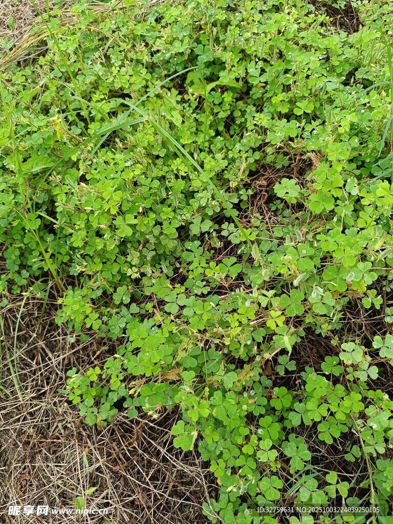 嫩绿丛生植物