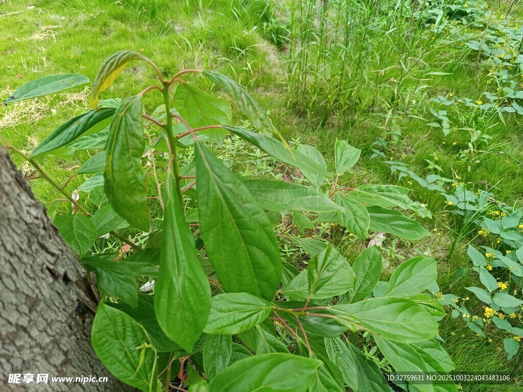绿叶繁茂的野生植物
