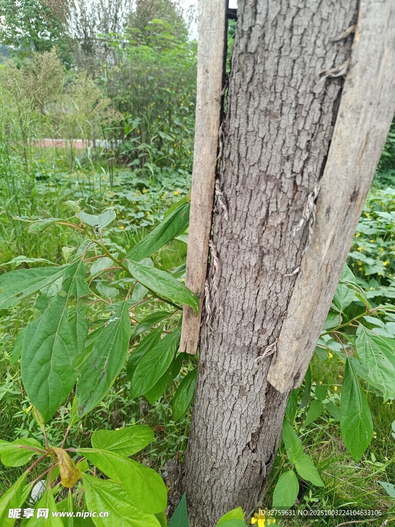 树干上的奇特树皮纹理