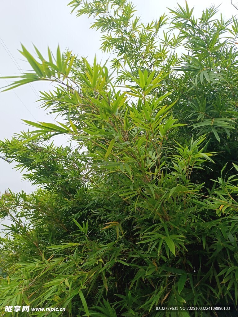 翠绿竹林景致