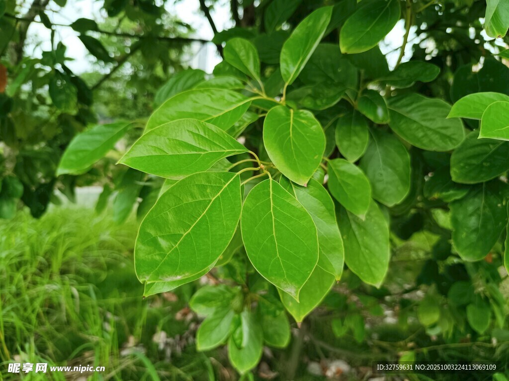 绿叶繁茂的植物