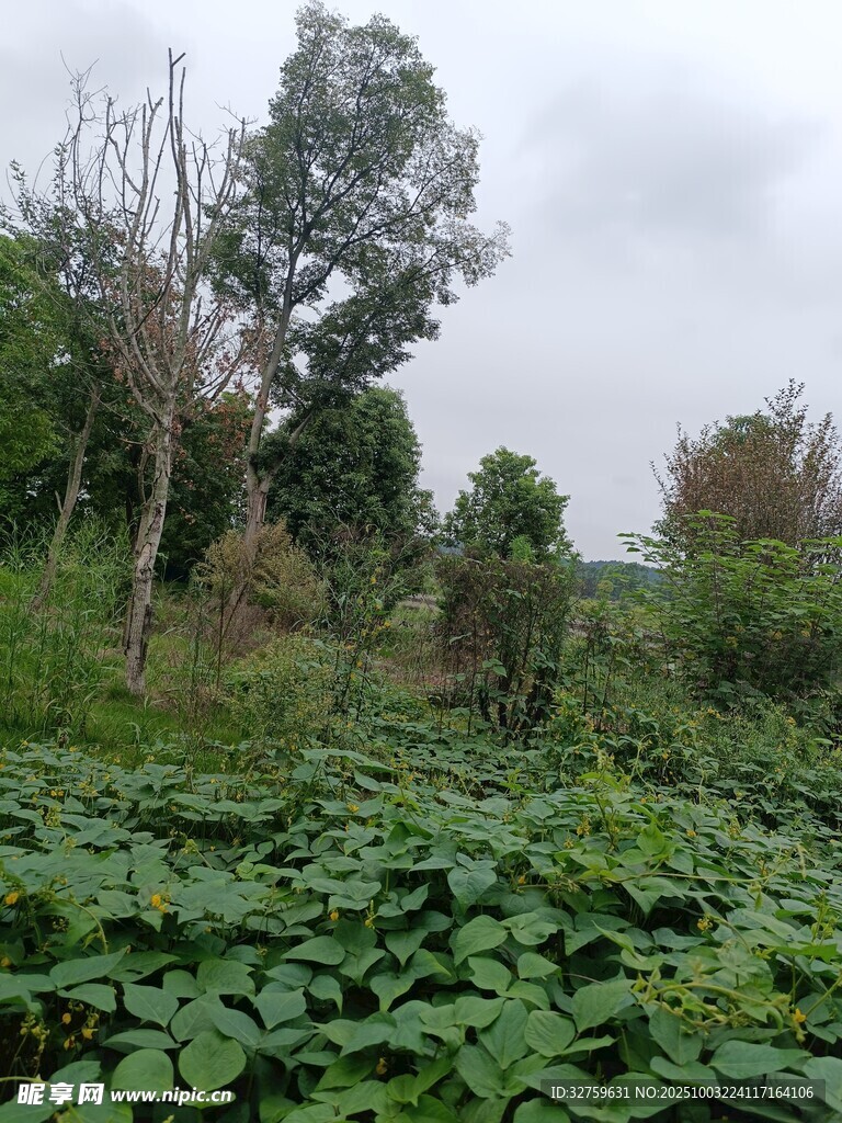 野外繁茂绿植景观