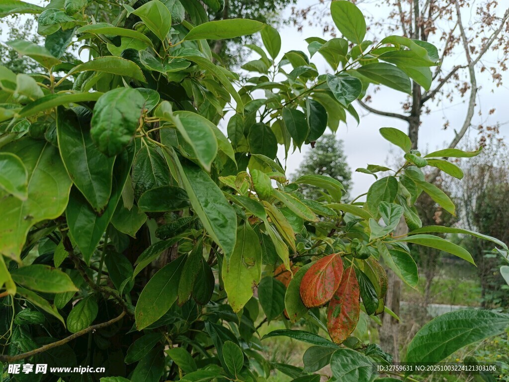 绿叶繁茂的绿植景象