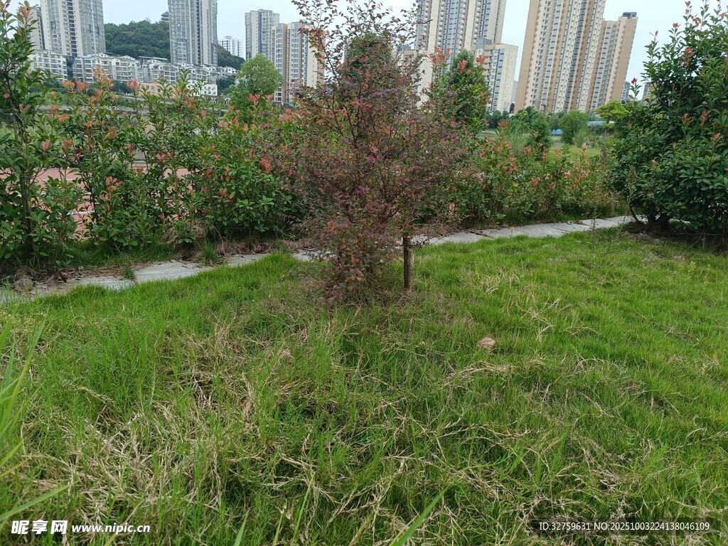 城市绿地中的树木景观