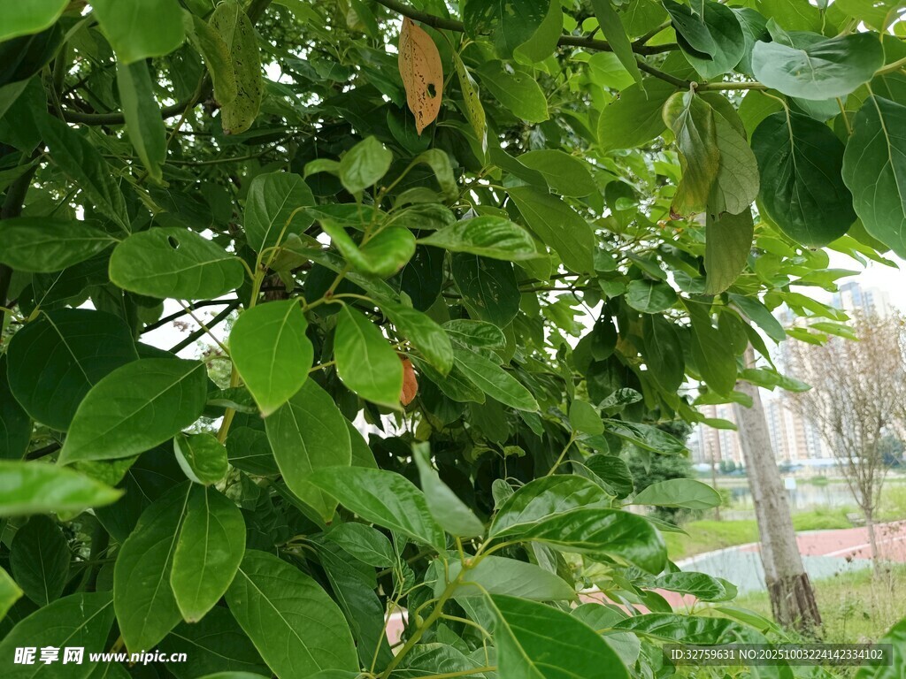 绿叶繁茂的树木景观