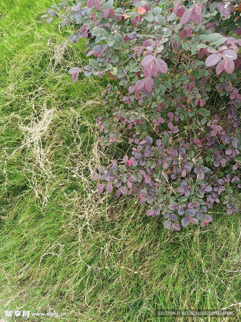 草地上的紫色植物