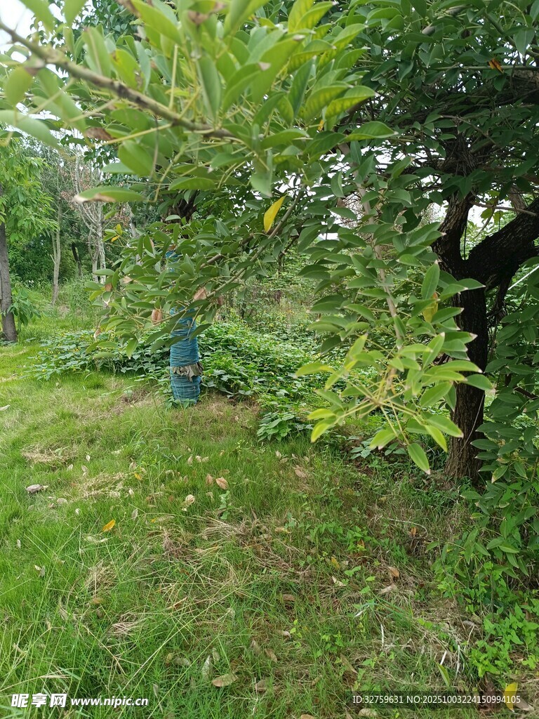 乡村绿意盎然的田园景象
