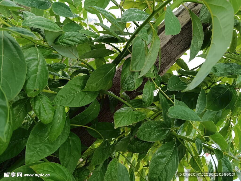 绿叶间的紫色豆角