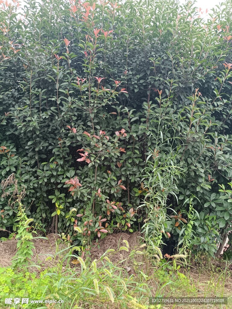 繁茂苹果