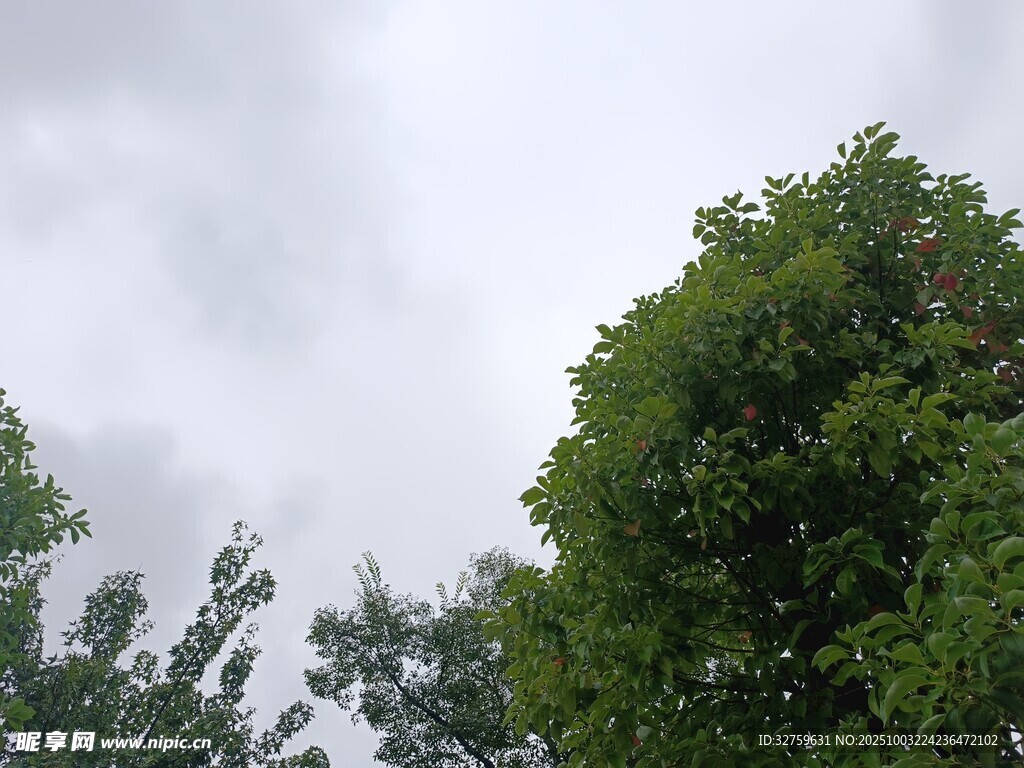 绿树映灰天