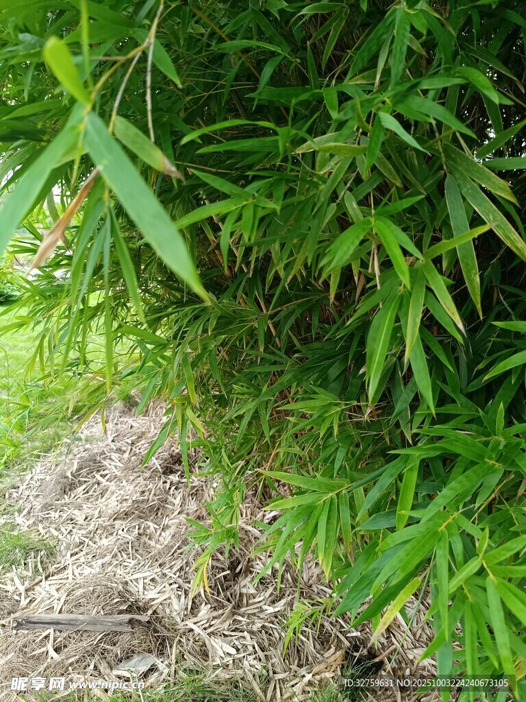 竹林下的泥土与翠绿枝叶