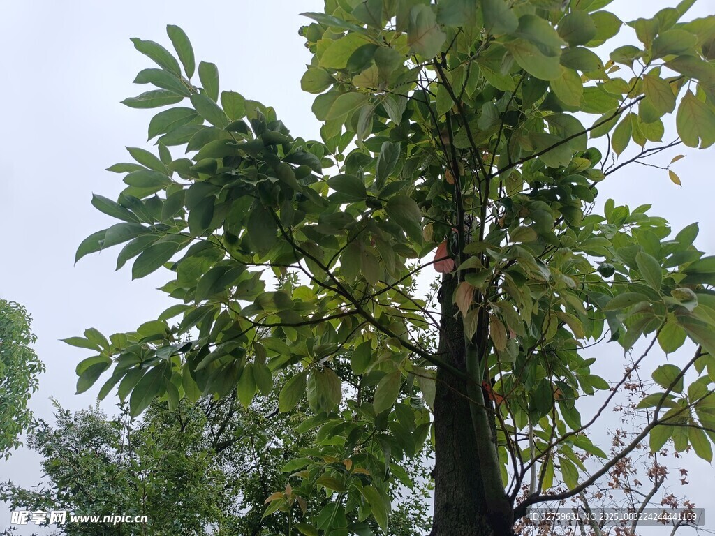 高大挺拔的茂盛绿树