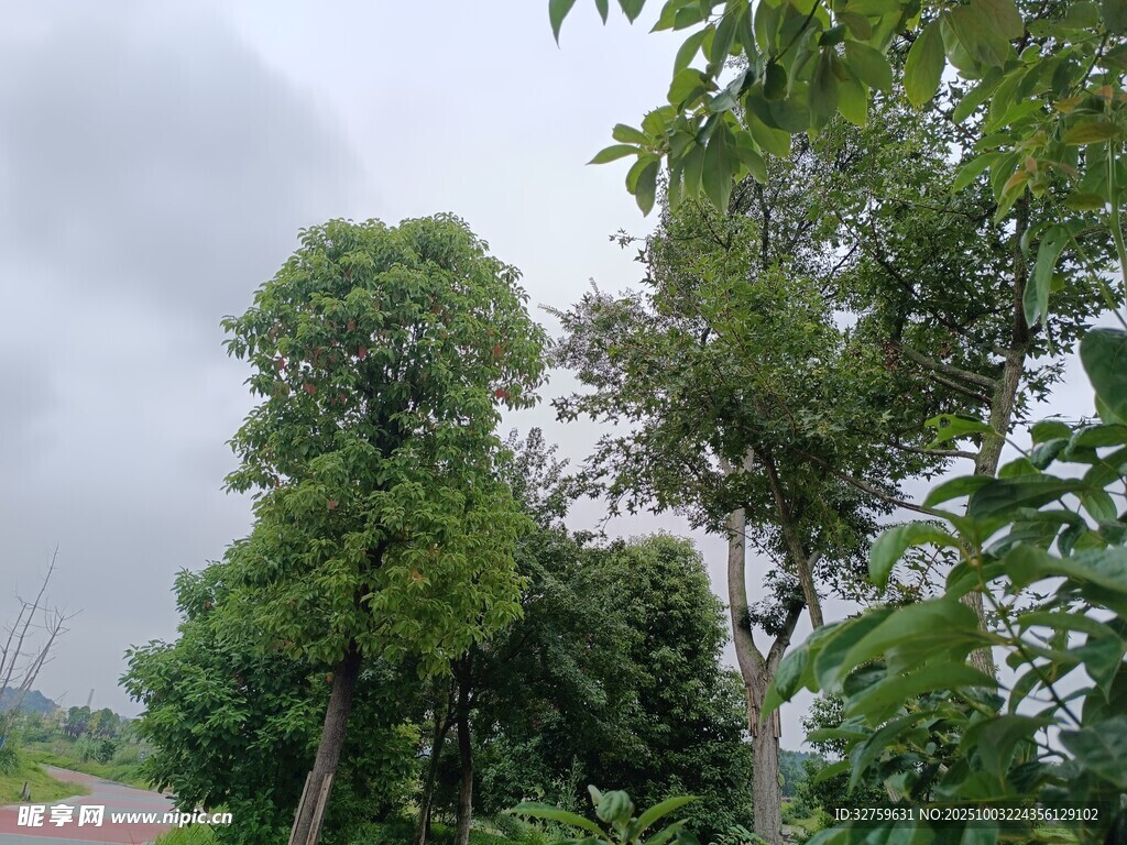 阴天中的葱郁树木