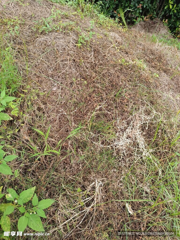 山坡上的杂草与绿植