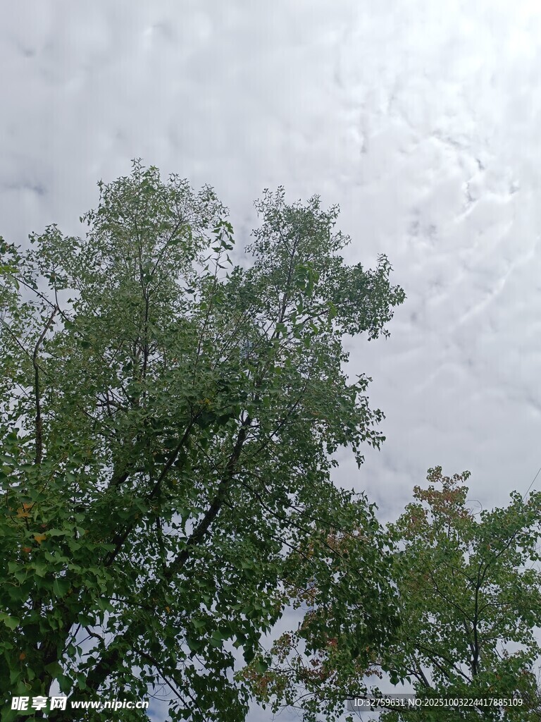 仰视天空下的繁茂绿树