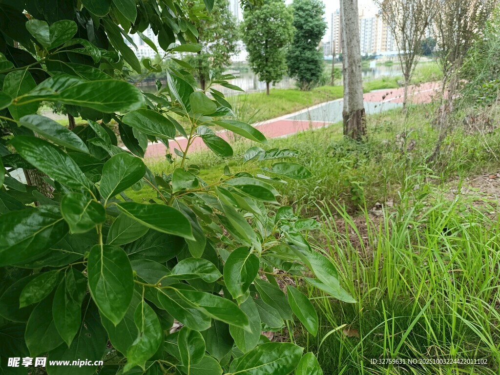 绿意盎然的户外自然景致