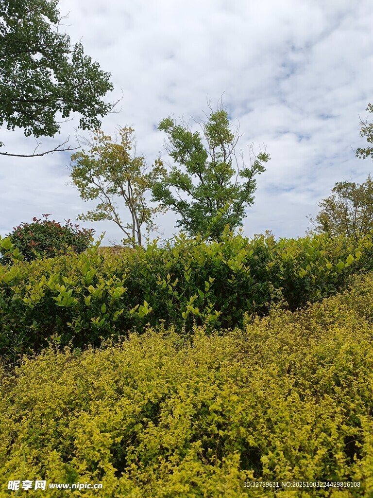 绿意盎然的户外植被景观