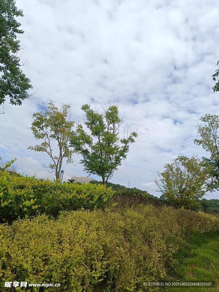 绿意盎然的户外自然景致