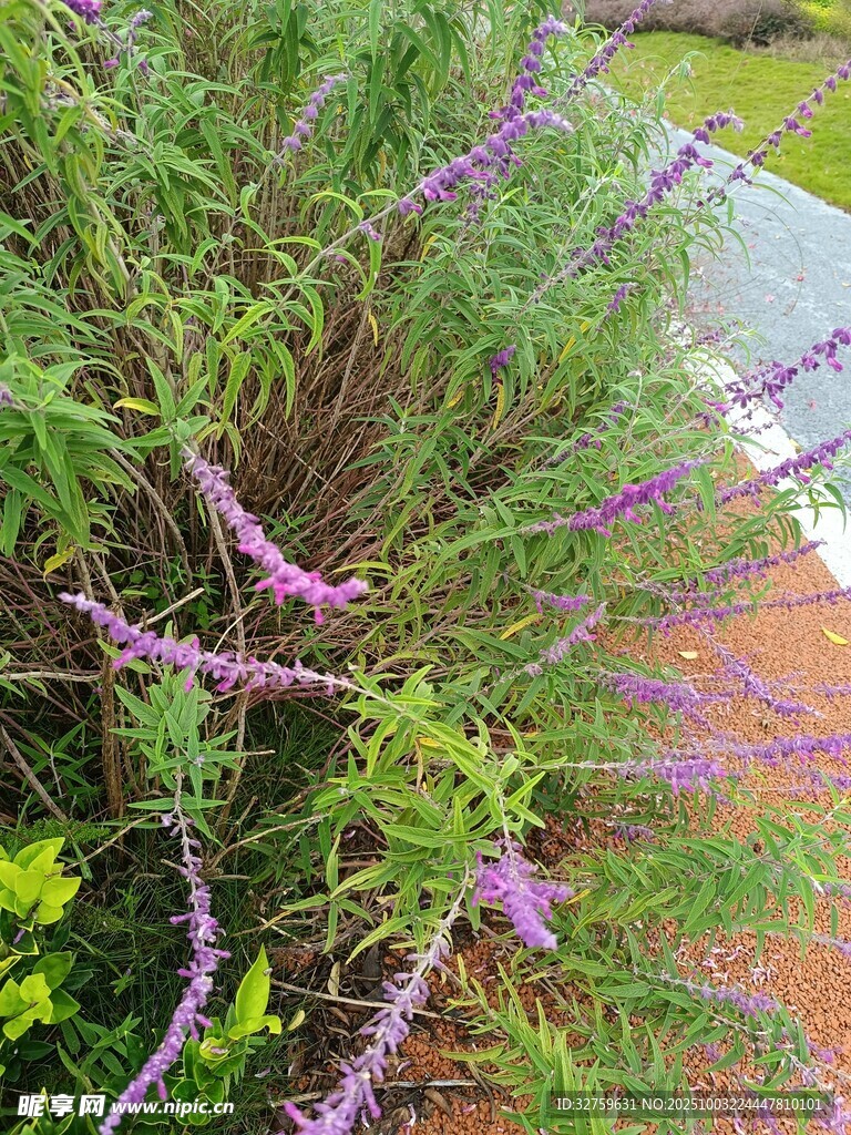 紫色芬芳薰衣草花丛