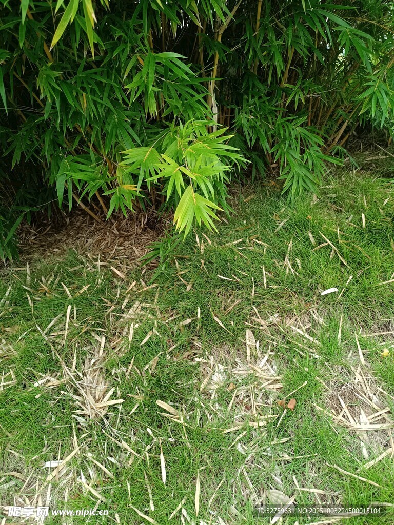 草丛中的嫩绿枝叶