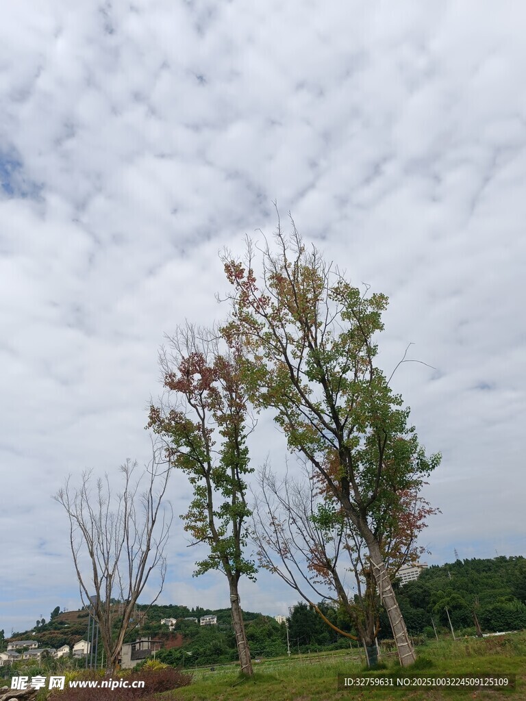 田野中的多彩树木