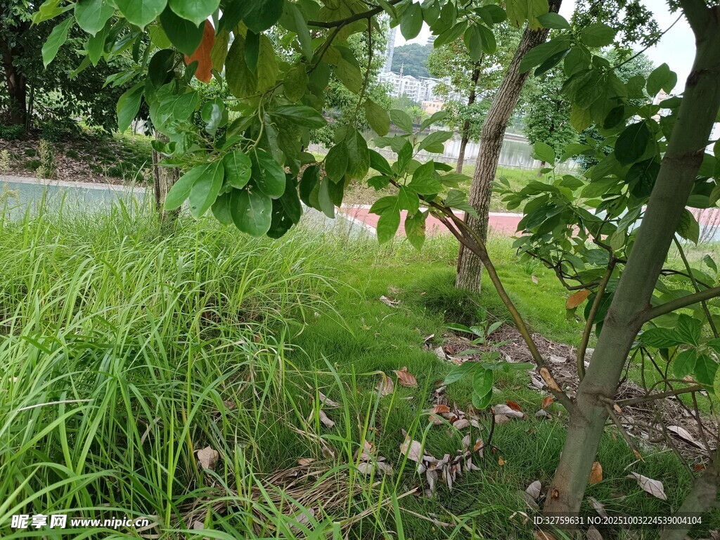 绿意盎然的草地与树木