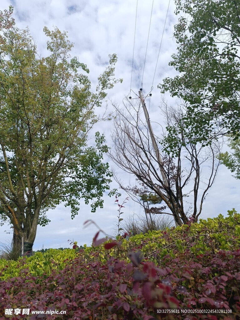 多彩植物景观 