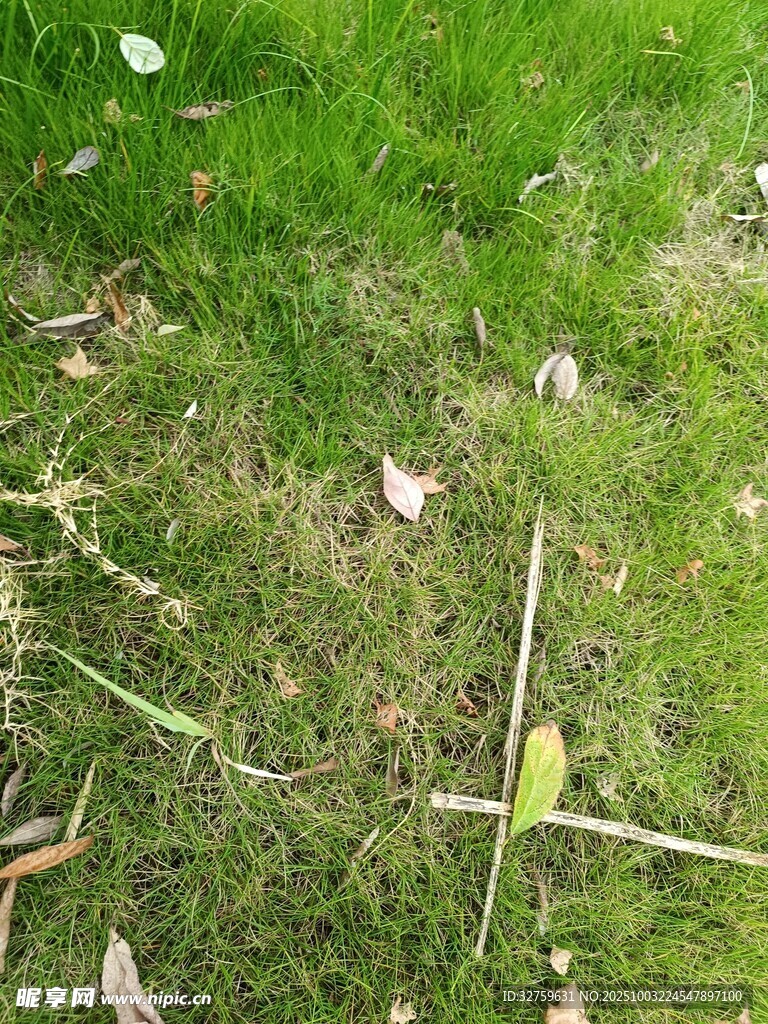 草地上的昆虫与植物