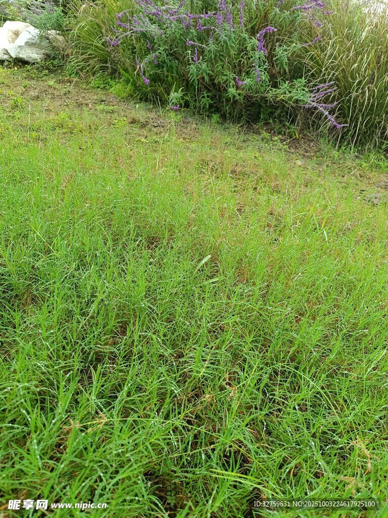 翠绿草地与紫色花丛