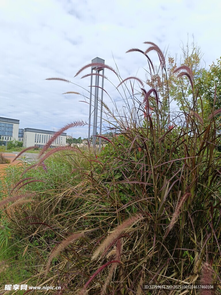 田野边的草与远处水塔