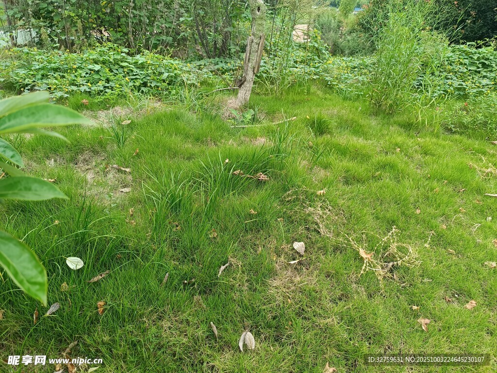 绿意盎然的林间草地