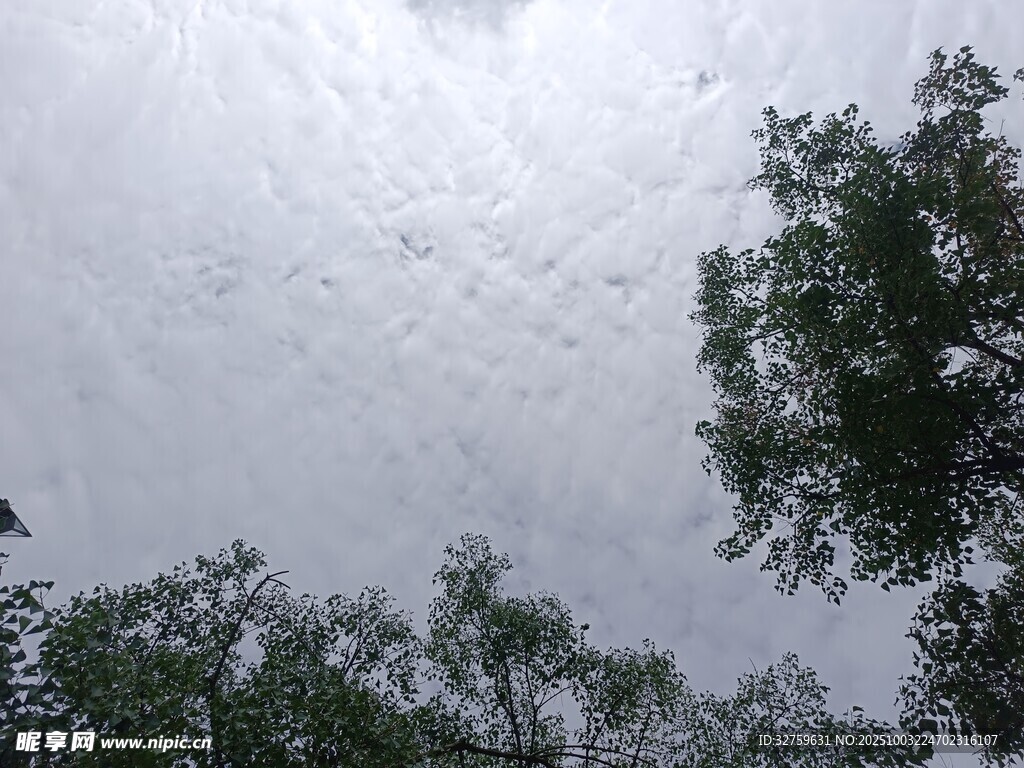 仰视天空中的茂密树冠