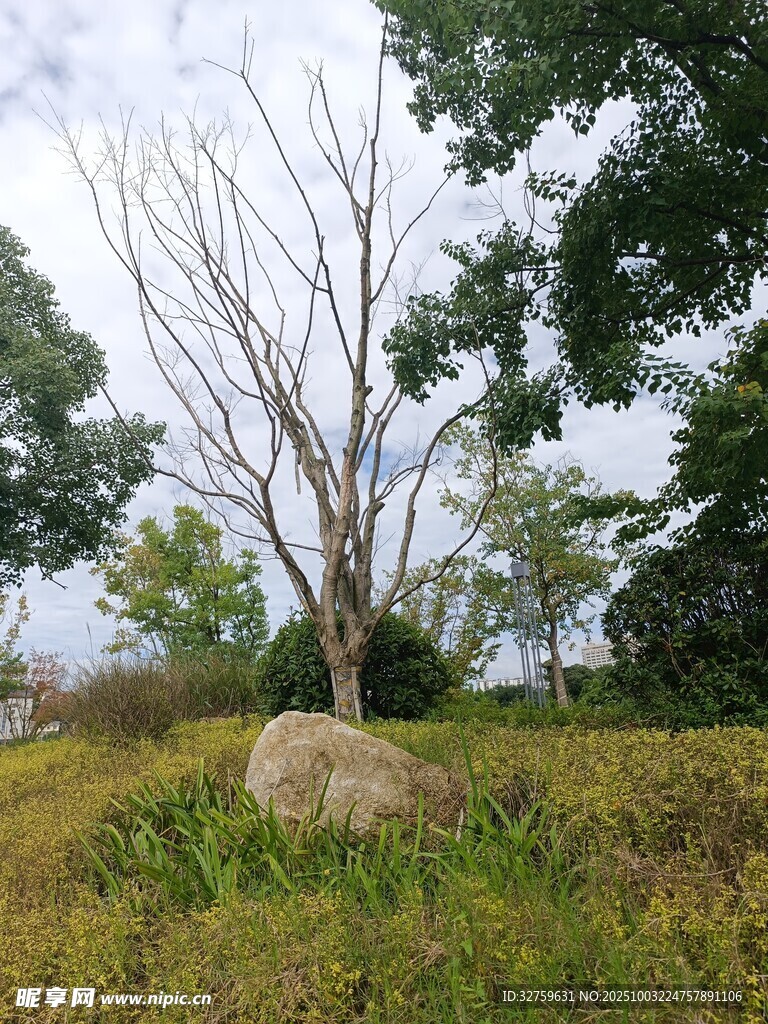 荒野孤树旁的大石景观