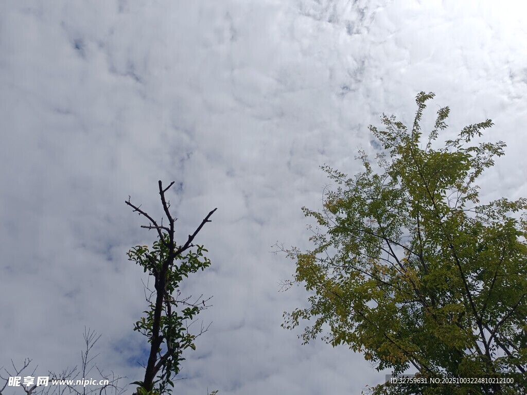 天空下的枯树与绿树