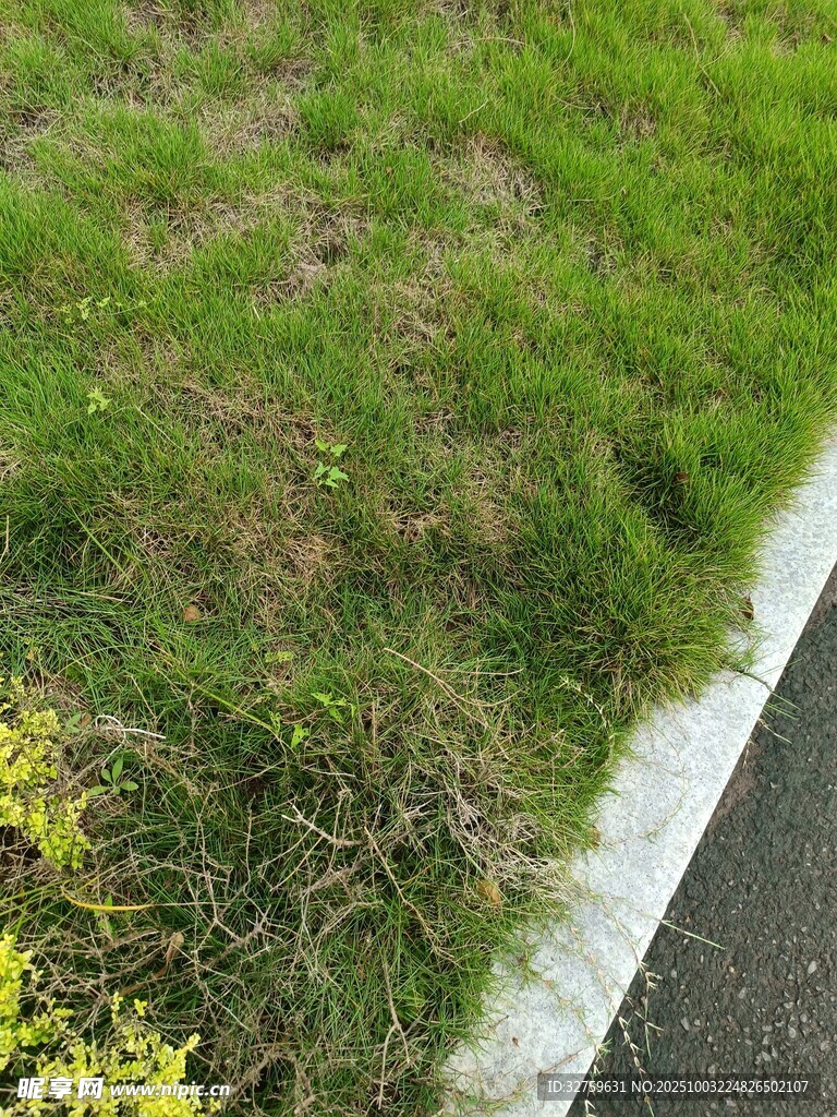 路边绿意盎然的草地