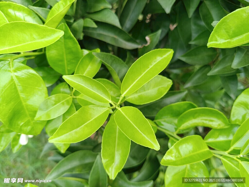 嫩绿叶片植物特写