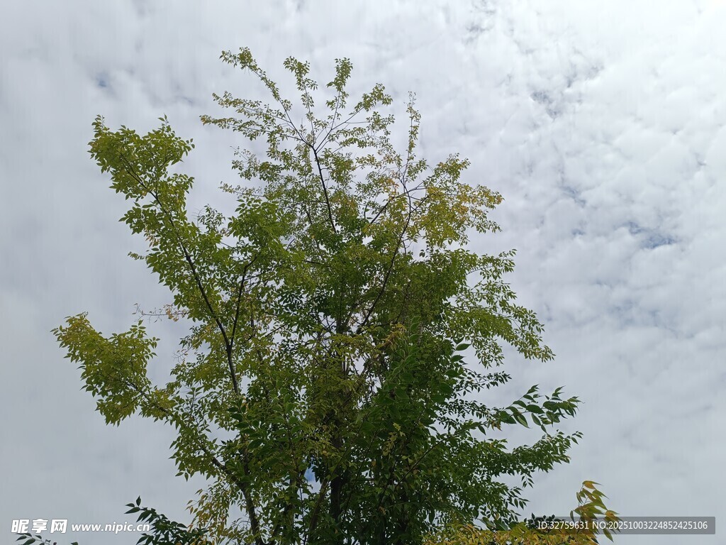 天空下的葱郁树木