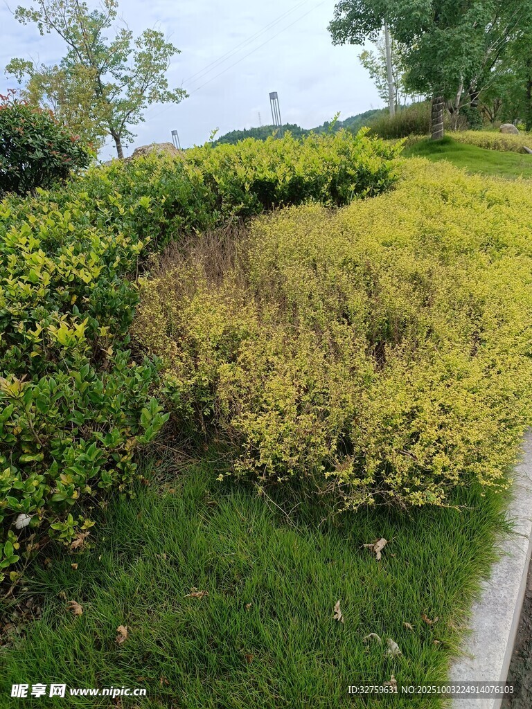 路边多彩绿植景观