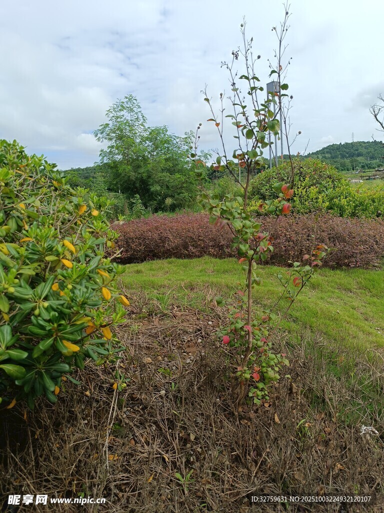 田园绿植景观