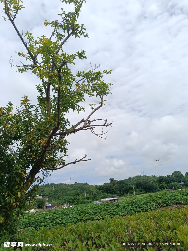 田野中的孤树